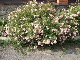 hermosas flores japonesas de camelia rosa, fondo oscuro de pétalos de mal humor, delicado fondo de rosa floral. foto