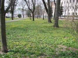 Glade with flowering buttercup Ficaria verna . Spring photo