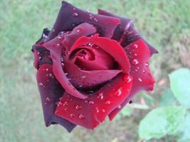 pétalos de rosas rojas con gotas de lluvia de cerca. rojo foto