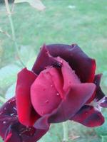 Red rose petals with rain drops closeup. Red photo