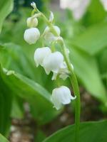 White Flowers of a May lily of the valley. Convallaria photo