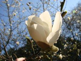 flor de magnolia blanca contra el primer plano del cielo foto