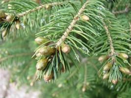 Fir tree brunch close up. Shallow focus. Fluffy fir tree brunch close up. Christmas wallpaper concept. photo