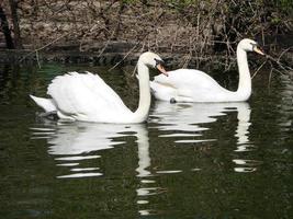 juegos de apareamiento de una pareja de cisnes blancos. cisnes nadando en el agua en la naturaleza. nombre latino cygnus olor. foto