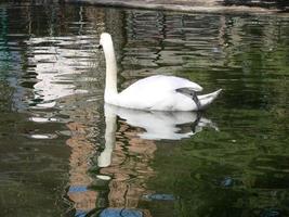 hermoso cisne en un reflejo de río azul cristalino foto