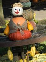 many pumpkins in the garden photo