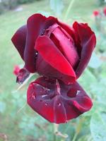 Red rose petals with rain drops closeup. Red photo