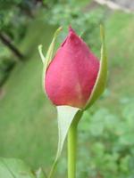 Bud, flower of a red varietal rose on the background of green grass in the garden, spring, summer, photo