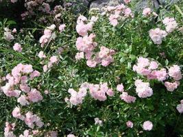 hermosas flores japonesas de camelia rosa, fondo oscuro de pétalos de mal humor, delicado fondo de rosa floral. foto