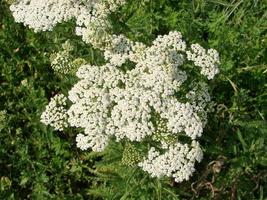 Medical herb, Achillea millefolium, yarrow or nosebleed plant photo