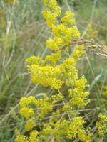 Yellow Bedstraw. Latin name Galium. Close up. Spring solar background, photo wallpaper.