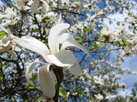 flor de magnolia blanca contra el primer plano del cielo foto