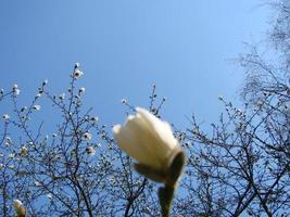 White magnolia flower against the sky close-up photo