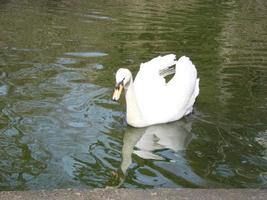 cisne blanco en el lago brumoso al amanecer. luces de la mañana fondo romántico. hermoso cisne Cygnus foto