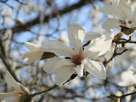 Flowering Magnolia Tulip Tree. Chinese Magnolia x soulangeana blossom with tulip-shaped flowers photo