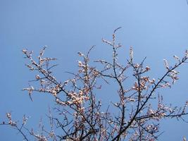 Spring blossom background. Beautiful nature scene with blooming tree and sun flare. Sunny day. Spring flowers. photo