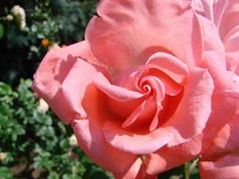 hermoso ramo de flores de rosas de coral vivo de cerca. foto