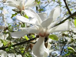 flor de magnolia blanca contra el primer plano del cielo foto