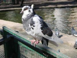 Pigeon on a ground or pavement in a city. Pigeon standing. Dove or pigeon. photo