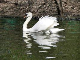 Beautiful Swan on a Crystal Clear blue river reflection photo