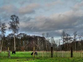 cows on a meadow in westphalia photo