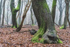 Foggy day in the forest in The Netherlands, Speulderbos Veluwe. photo