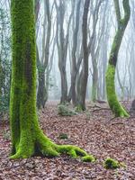 día de niebla en el bosque de los países bajos, speulderbos veluwe. foto