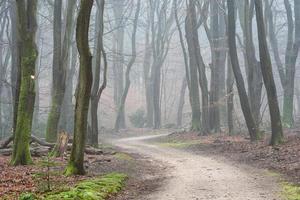 Foggy day in the forest in The Netherlands, Speulderbos Veluwe. photo