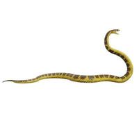 Tiger snake 3D illustration. photo