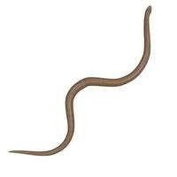 Rubber boa 3D illustration. photo