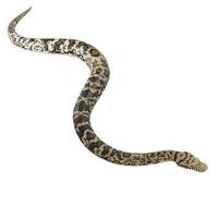 Scrub python 3D illustration. photo