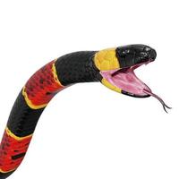 Eastern coral snake 3D illustration. photo