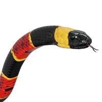 Eastern coral snake 3D illustration. photo