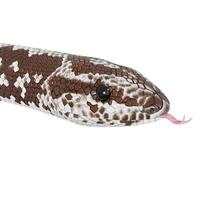 Kenyan sand boa 3D illustration. photo