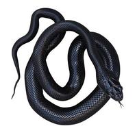 Black rat snake 3D illustration. photo