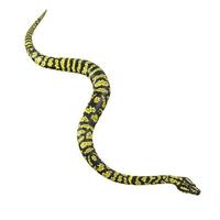 Zebra jungle carpet python 3D illustration. photo