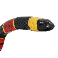 Eastern coral snake 3D illustration. photo