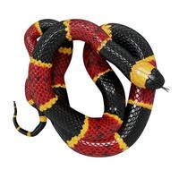 Eastern coral snake 3D illustration. photo