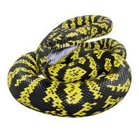 Zebra jungle carpet python 3D illustration. photo