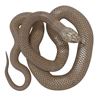 Animated Eastern Brown Snake 3D model - TurboSquid 1950264