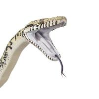 fregar la ilustración 3d de python. foto