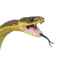 Tiger snake 3D illustration. photo