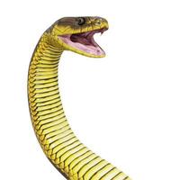 Tiger snake 3D illustration. photo