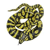 Zebra jungle carpet python 3D illustration. photo