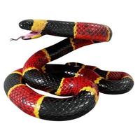 Eastern coral snake 3D illustration. photo