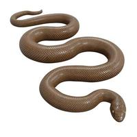 Rubber boa 3D illustration. photo