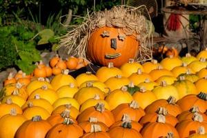 many orange pumpkins photo