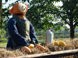 many pumpkins in the garden photo