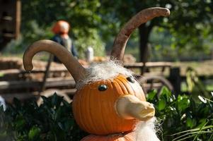 many pumpkins in the garden photo