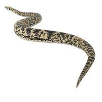 Scrub python 3D illustration. photo